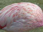 FZ006379 Feathers Andean flamingo (Phoenicopterus andinus).jpg